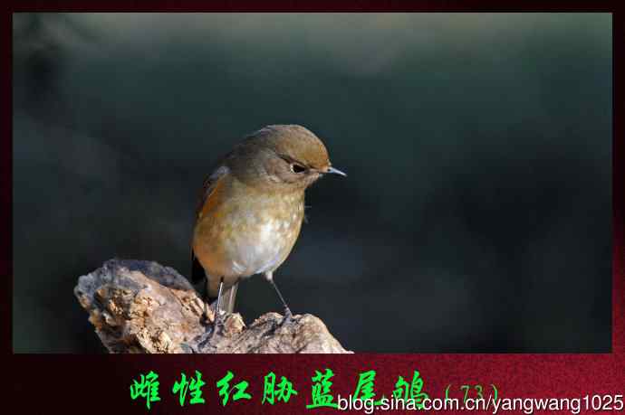 北京天坛公园的鸟类——雌性红胁蓝尾鸲（73）