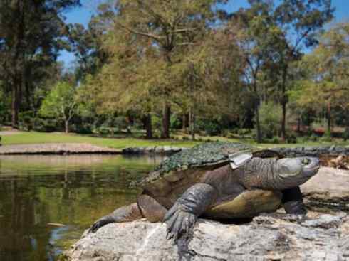 玄武：传说的兽原型探秘（澳洲长颈龟）