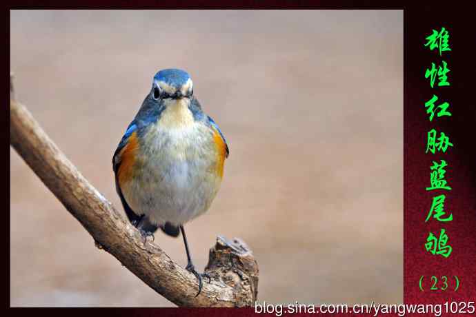 北京天坛公园的鸟类——雄性红胁蓝尾鸲（23）