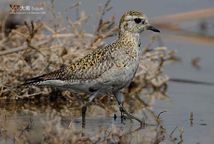 野鸭湖：金斑鸻