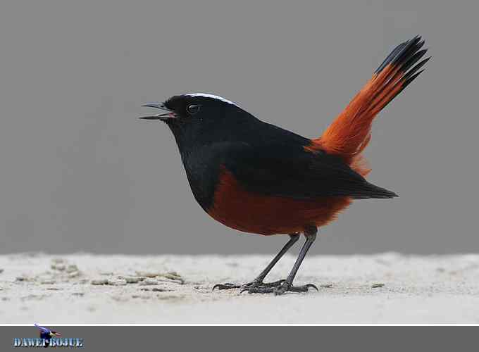 戴贝雷帽の白顶溪鸲