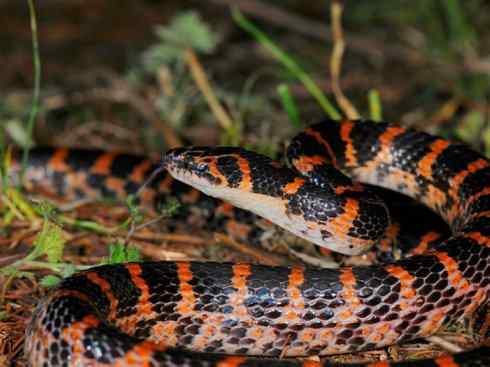 龙：传说的兽原型探秘（游蛇类）