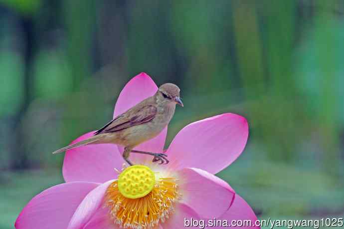 东方大苇莺与荷花（9）