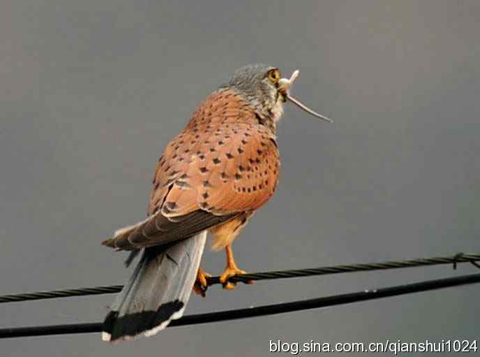 红隼的美味午餐(白河湾)