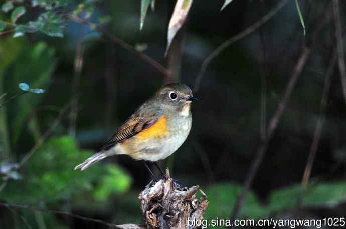 雌性红胁蓝尾鸲（48）