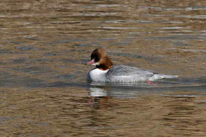 《白河湾的鸭子与十渡的白鹡鸰》