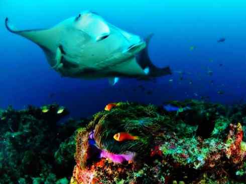 自然奇观：动物大迁徙(鲼)