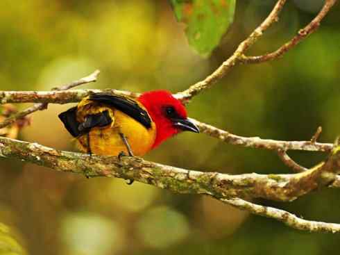 极品红色鸟类：猩红比蓝雀