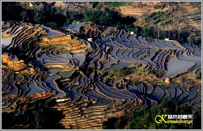 如梦的元阳梯田【照片】