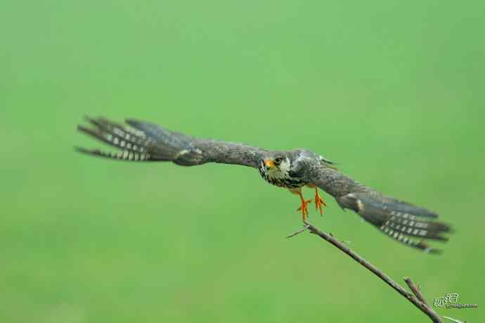 野鸭湖：抓拍阿穆尔隼起飞