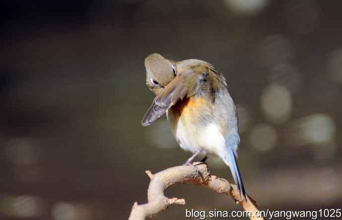 阳光下的红肋蓝尾鸲 wbr wbr1