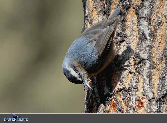 植物园的黑头鳾