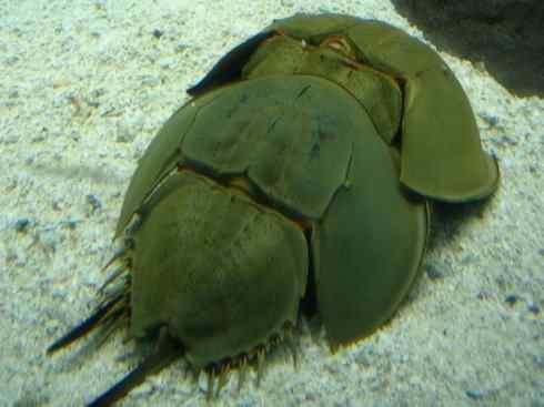 自然奇观：动物大迁徙(鲎)