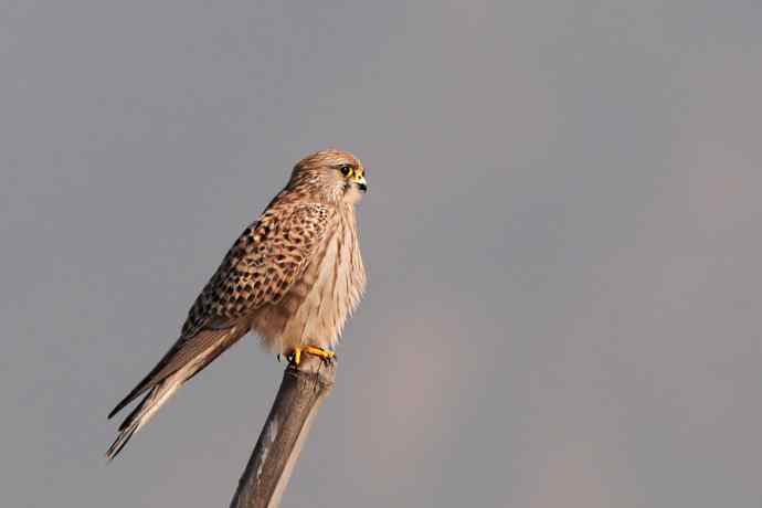 红隼站桩 wbr摄于野鸭湖