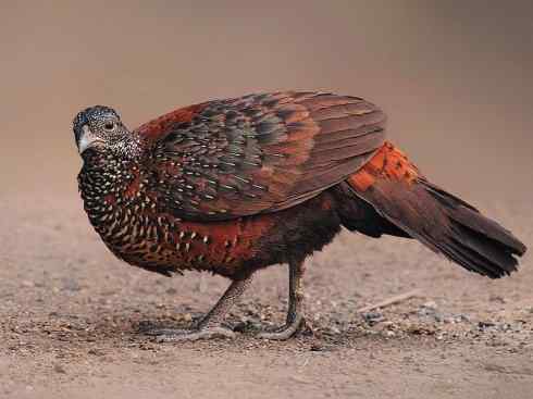 凤凰：传说的鸟原型探秘（原鸡）