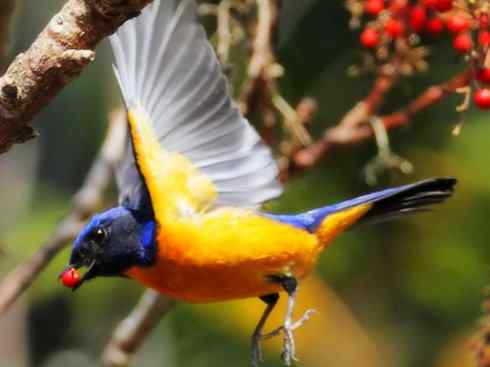 美丽无罪：雀鸟之仙鹟