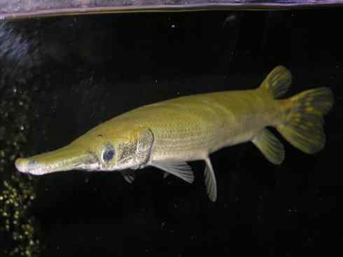 鱼类活化石:鳄雀鳝 鱼类活化石:鳄雀鳝