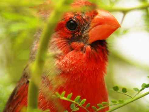 极品红色鸟类：红衣主教鸟