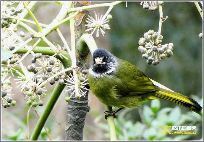 一组鸟片（3月25日）
