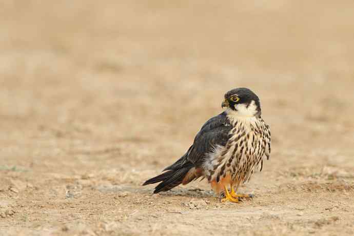 摄猛野鸭湖（地版与早餐）