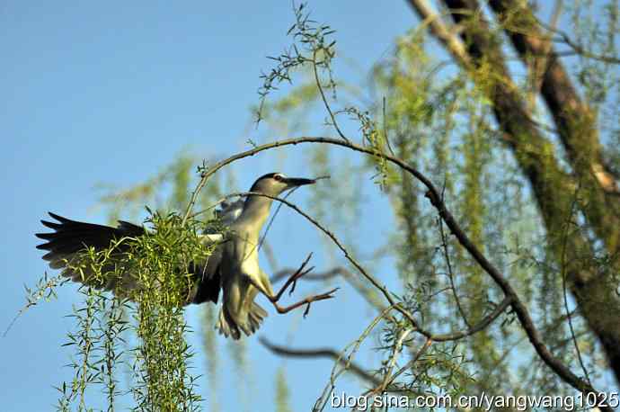 飞(夜鹭)17 飞(夜鹭)17