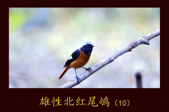 北京天坛公园的鸟类——雄性北红尾鸲（10）