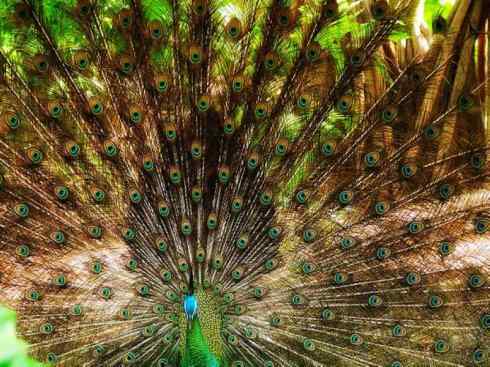 凤凰：传说中的鸟原型探秘（孔雀）