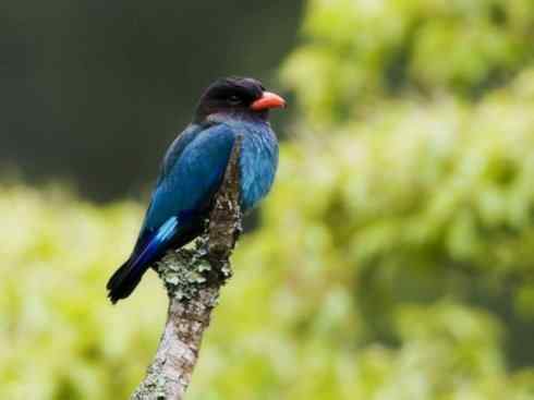 绝色攀禽：佛法僧目之三宝鸟