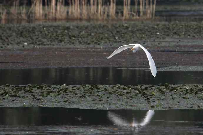 摄鸟拾趣 wbr wbr白鹭（二）