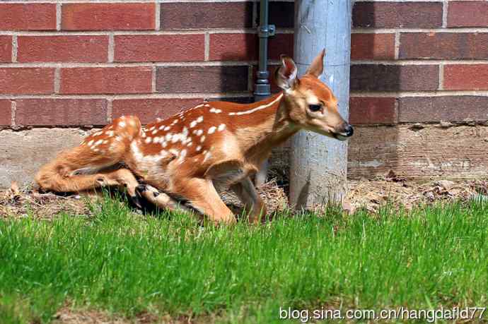 误入校园的小鹿