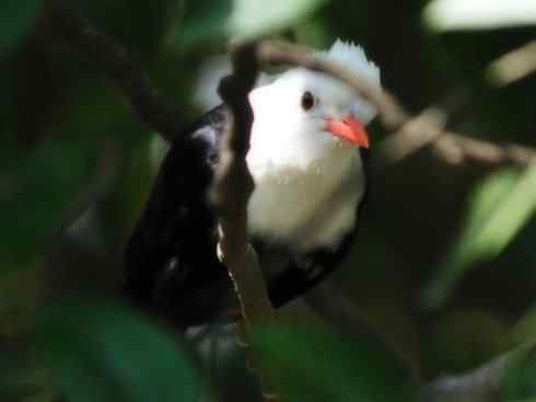 白头鸟系列：另类的美丽
