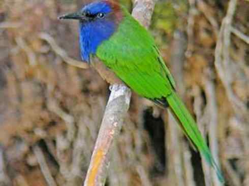 绝色攀禽:佛法僧目之蜂虎 绝色攀禽:佛法僧目之蜂虎