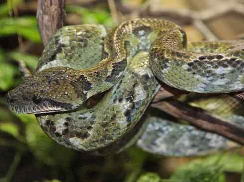 龙：传说的兽原型探秘（树蚺类）