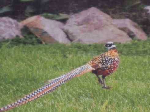 家禽驯化之源之八