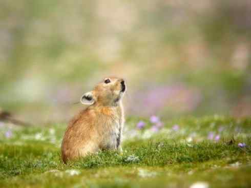 动物世界：山寨还是原创之十四