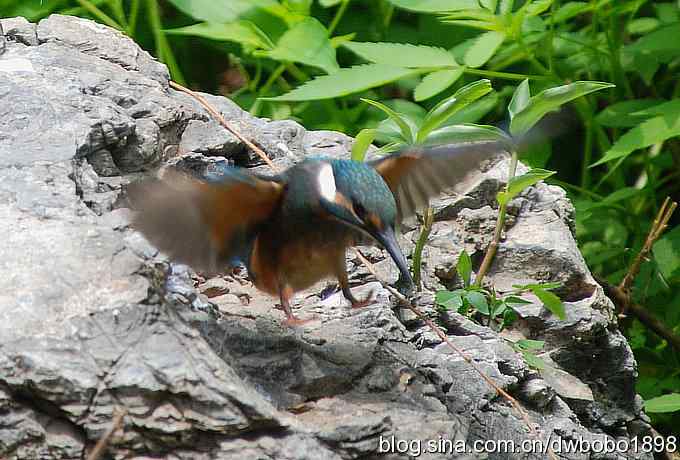 小小翠儿沐浴着父爱快乐成长--献给父亲节