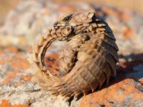 动物世界：山寨还是原创之六