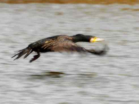 家禽驯化之源之四