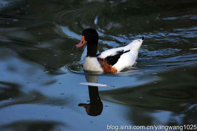 游水的斑头雁与翘鼻麻鸭