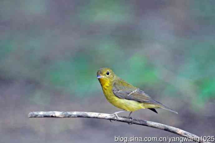 雌性绿背姬鶲(19) 雌性绿背姬鶲(19)