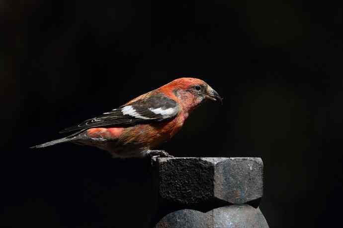 【罕见白翅交嘴雀】