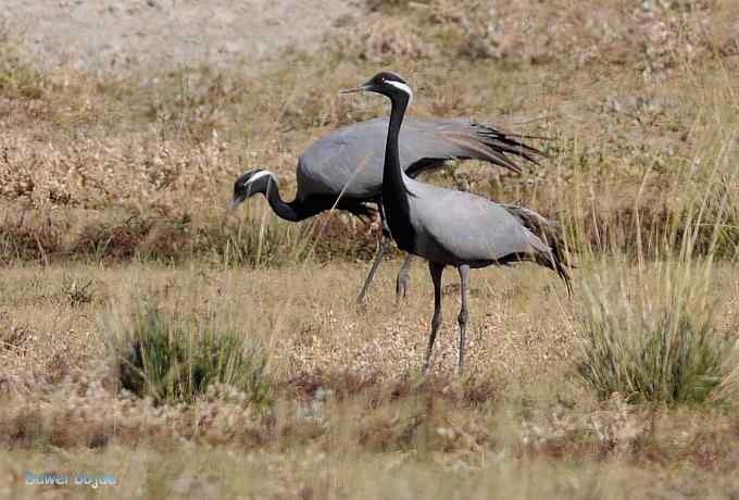 达里诺尔湖的蓑羽鹤 达里诺尔湖的蓑羽鹤