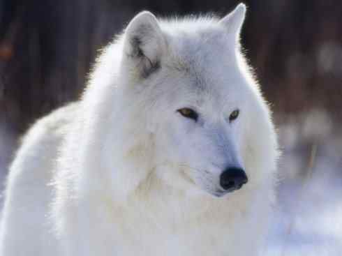 狈：传说的兽原型探秘（狼）