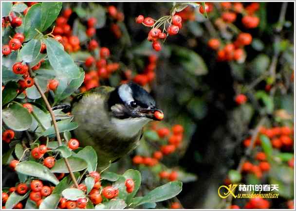 鈥湸蚰疋澦嫦搿菊掌 鈥湸蚰疋澦嫦搿菊掌