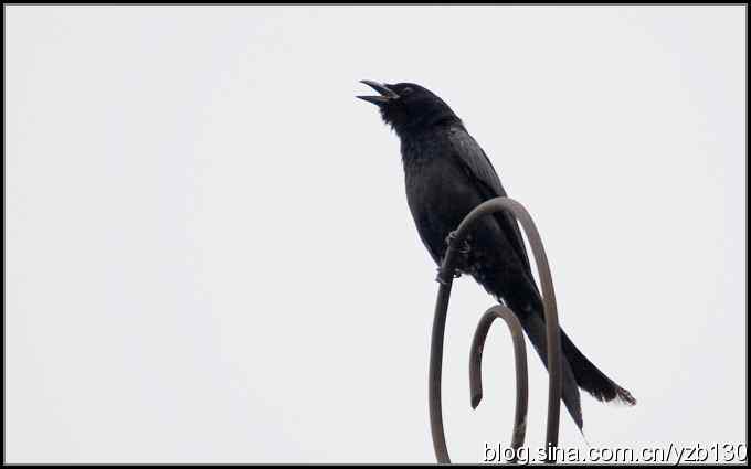 金海湖的鸟（1）鈥斺敽诰砦玻ㄗ橥迹