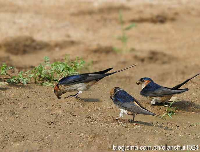小燕子,穿花衣(金腰燕)