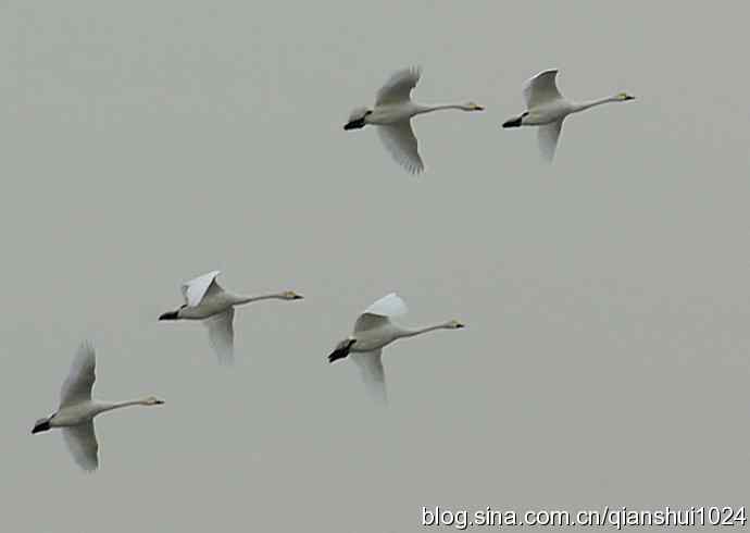 空中盘旋.赤麻鸭白天鹅(官厅水库)