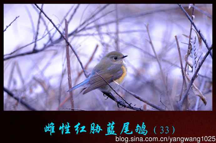 北京奥森公园的鸟类——雌性红胁蓝尾鸲（33）