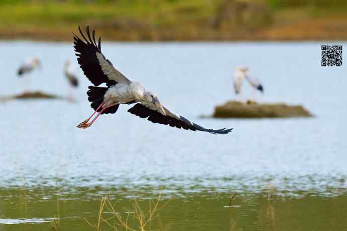 2006年首次发现的大鸟鈥斺斍祓