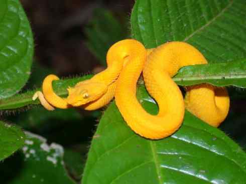 龙：传说的兽原型探秘（响尾蛇类）